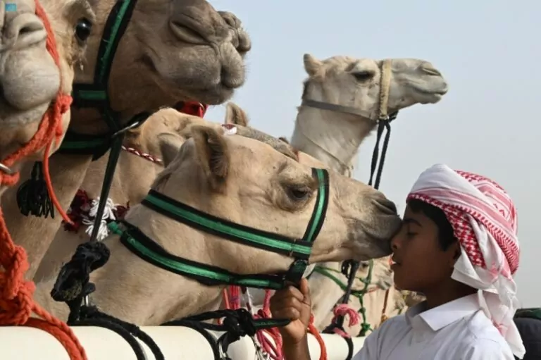 مهرجان جادة الإبل  بالطائف ينطلق 19 سبتمبر المقبل