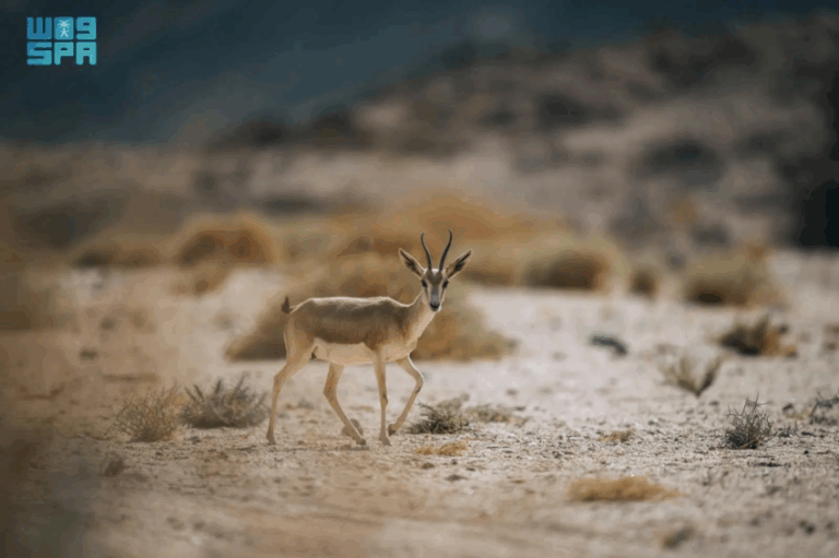 محمية-نيوم-تحقق-نجاحات-نوعية-في-إعادة-توطين-ستة-أنواع-من-الحيوانات-في-بيئاتها-الأصلية