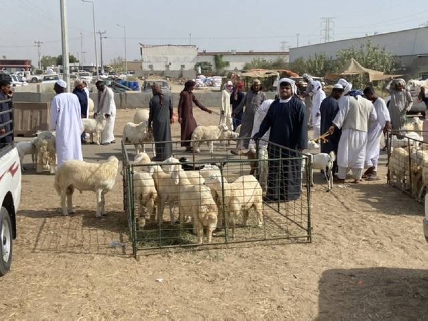 شركات-التقسيط-وزيادة-الطلب-تقفز-بأسعار-الاضاحي-15%