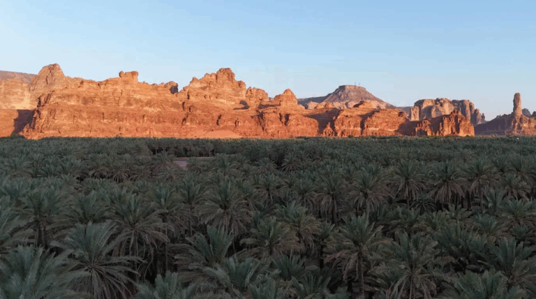 بين-صلابة-الصخور-وامتداد-النخيل.-تناغم-طبيعي-يبرز-جمال-العلا