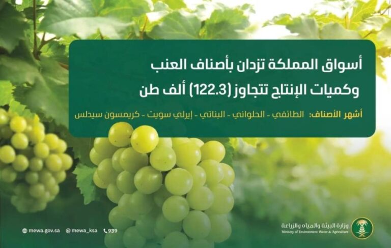أسواق-المملكة-تزدان-بأجود-أصناف-العنب-وكميات-الإنتاج-تتجاوز-(122.3)-ألف-طن