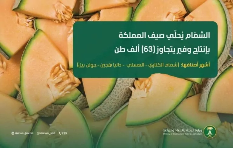 الشمّام-يُحلّي-صيف-المملكة-بإنتاج-وفير-يتجاوز-(63)-ألف-طن-سنويًا