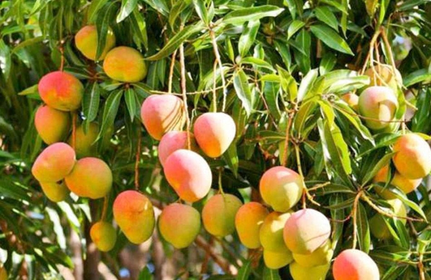 الذهب-الأخضر.-رافد-اقتصادي-يعزز-الزراعة-المصرية