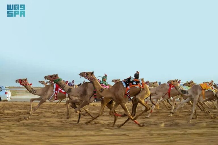 الهجن-السعودية-تسيطر-على-افتتاح-مهرجان-ولي-العهد