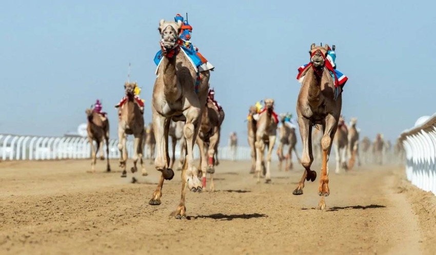 مهرجان-ولي-العهد-للهجن.-حضور-إقليمي-وصدارة-سعودية