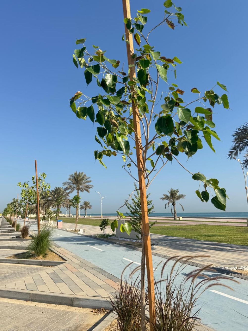 صور.-زراعة-26-ألف-شجرة-وزهرة-لتحسين-جودة-الحياة-في-رأس-تنورة