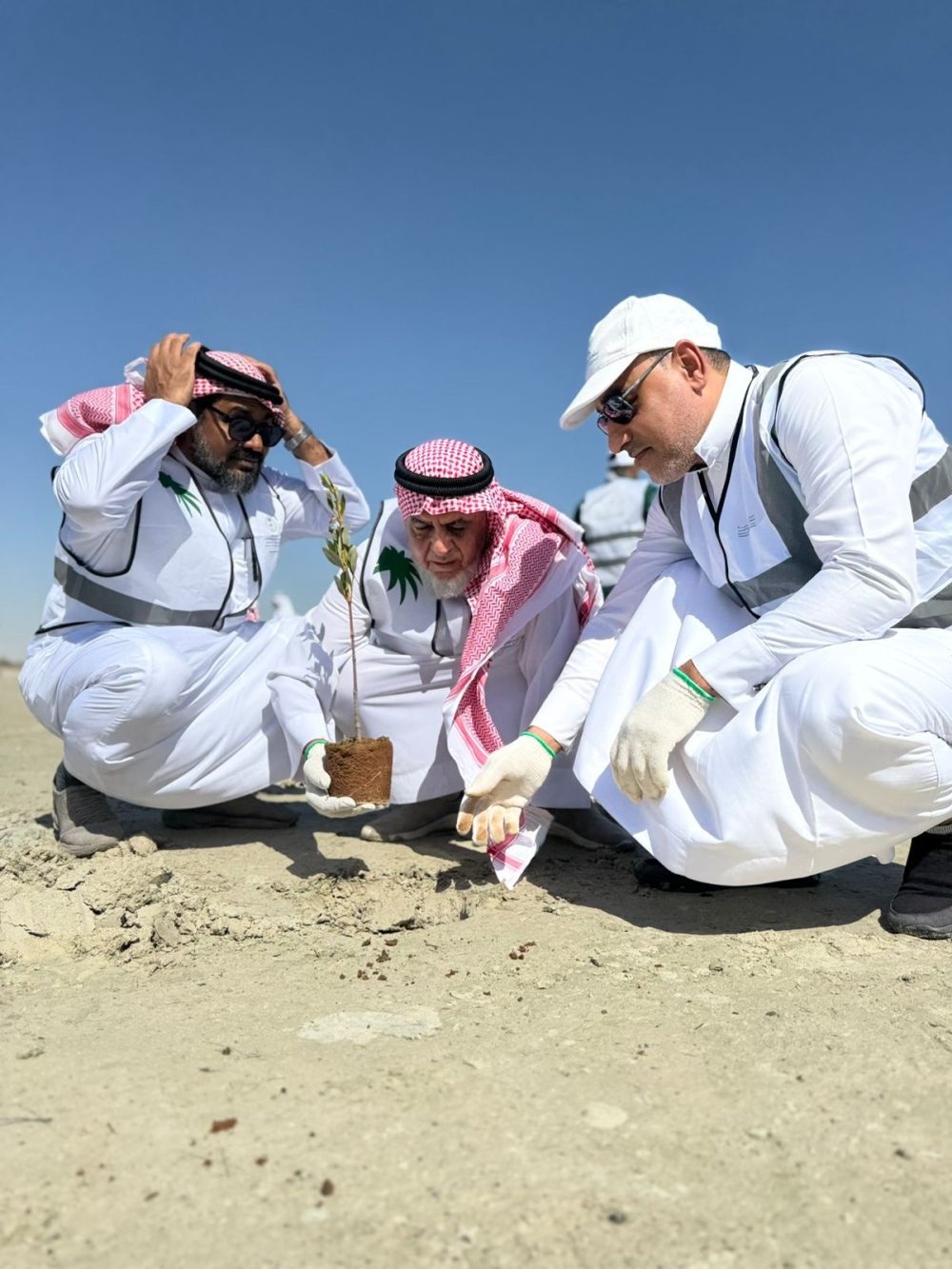 صور|-50-ألف-شتلة-مانجروف-تغطي-”دانة-الرامس“-بمشاركة-150-متطوعاً-في-القطيف