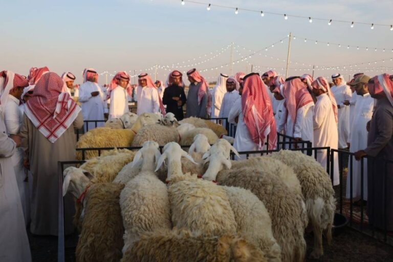 انطلاق-مهرجان-الطائف-الأول-لسلالات-الأغنام-الحرية-2025