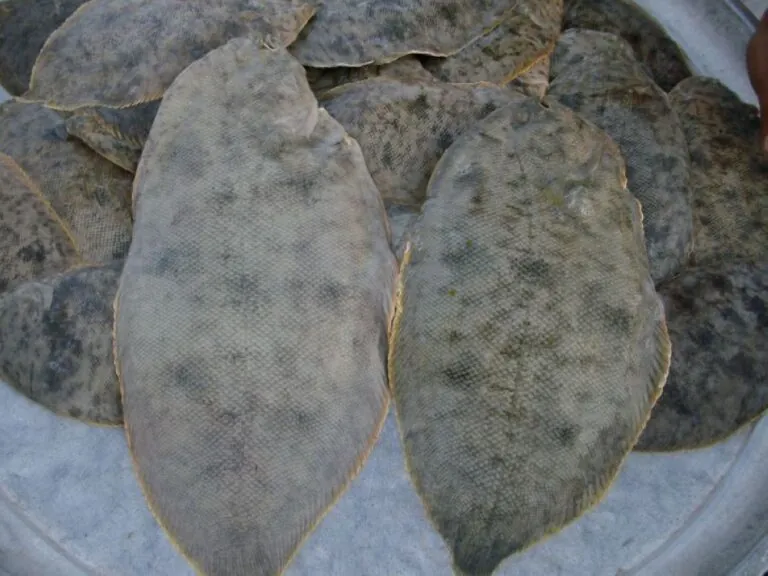 بعد-نقصه-بنسبة-70%.-زيادة-الطلب-على-سمك-الخوفع-وارتفاع-أسعاره