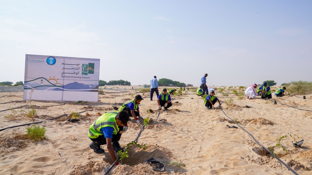 الأحساء.-الري-تُطبق-خطة-استدامة-وتغرس-500-شتلة-في-«الأصفر»