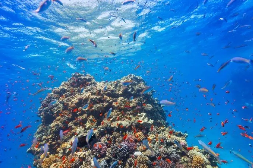 باحثون-صينيون-يرسمون-خريطة-لكيفية-تراكم-الكيماويات-الدائمة-في-الأسماك-البحرية-ووصولها-إلى-الإنسان