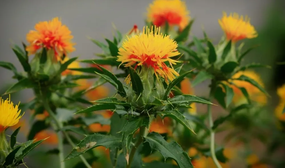 العصفر-ليس-“مهدئ”.-لكن-إليك-فوائده-الصحية-الكبيرة