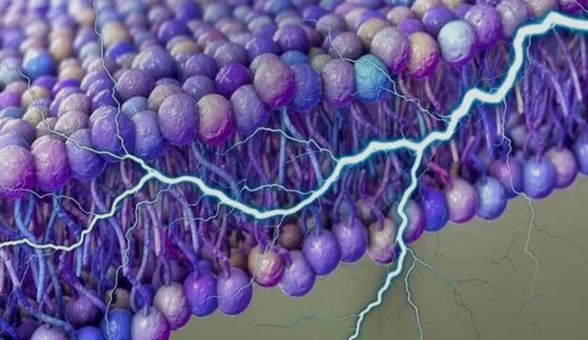 اكتشاف-مذهل…-الخلايا-البشرية-قد-تولد-الكهرباء-ذاتيا