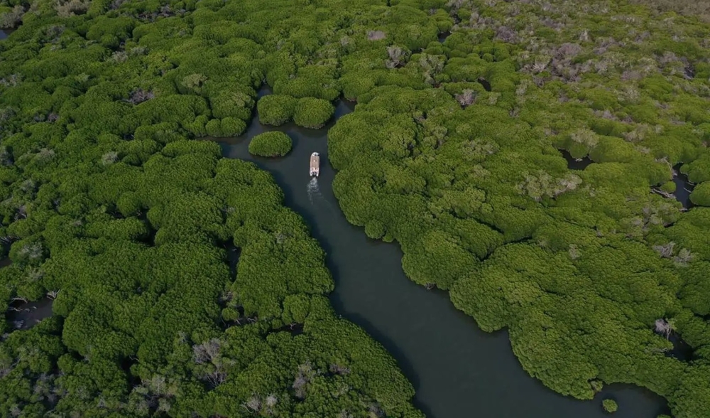 غابات-القندل.-وجهة-سياحية-تستحق-التجربة-في-الإجازة-الدراسية