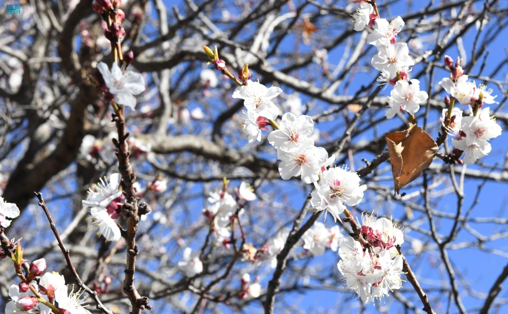 شاهد|-أزهار-اللوز-ترسم-لوحة-شتوية-خلابة-في-مرتفعات-عسير