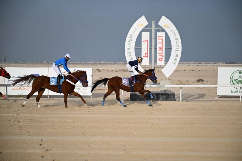 ميدان-فروسية-الجبيل-يقيم-سباقه-السابع-لموسم-1447هـ