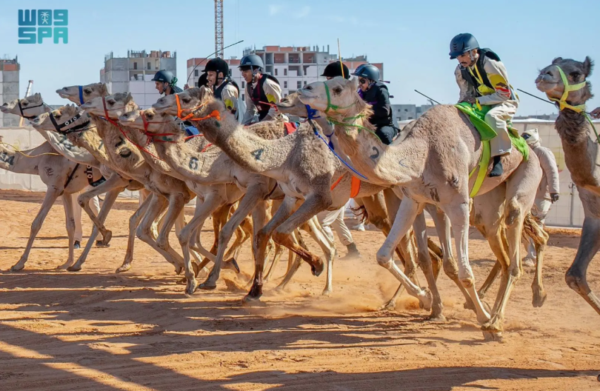 غدًا.-منافسات-سباق-الهجانة-تتواصل-في-اليوم-قبل-الأخير-من-مهرجان-خادم-الحرمين-الشريفين-للهجن-2026