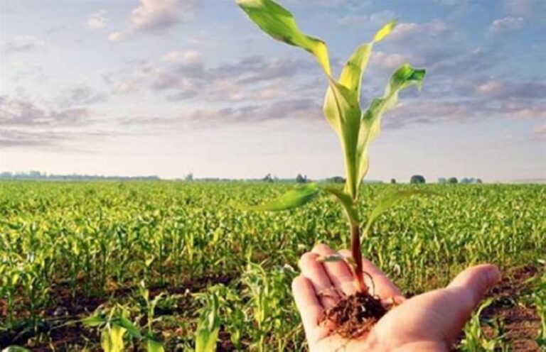 خلال-5-أيام.-800-مستفيد-من-الحملات-الإرشادية-الزراعية-في-الشرقية