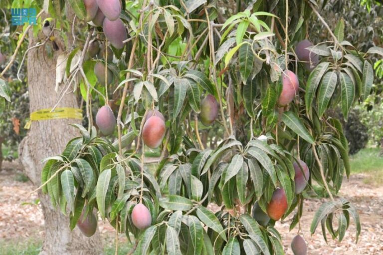 القطاع-الزراعي-في-جازان.-وفرة-في-المحاصيل-ودعم-مستدام-لتعزيز-الأمن-الغذائي