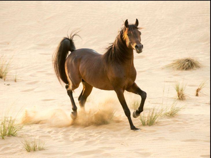 من-الصحراء-إلى-المنصات-العالمية.-الخيل-العربي-يعكس-عمق-التراث-السعودي