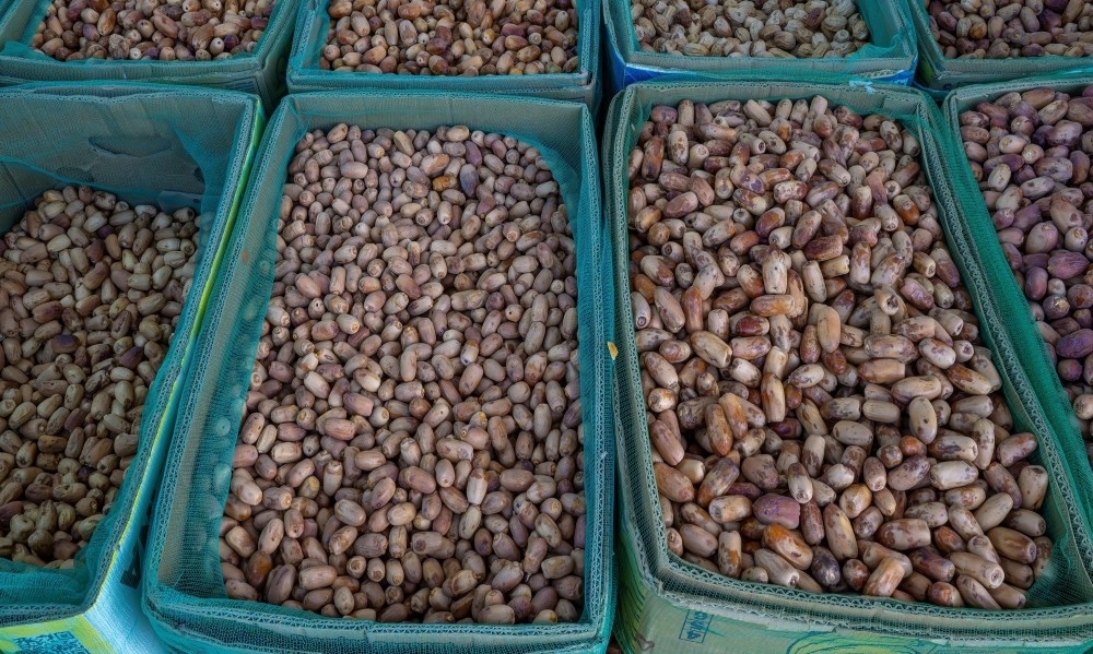 تمور-المملكة-في-رمضان.-قيمة-غذائية-عالية-وأصناف-متنوعة-تزيّن-الموائد