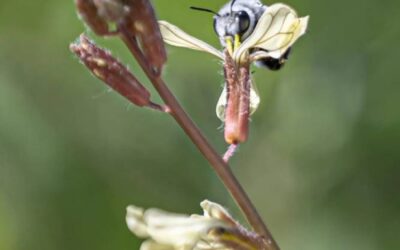 رصد نحل الزهور النادر في الحدود الشمالية