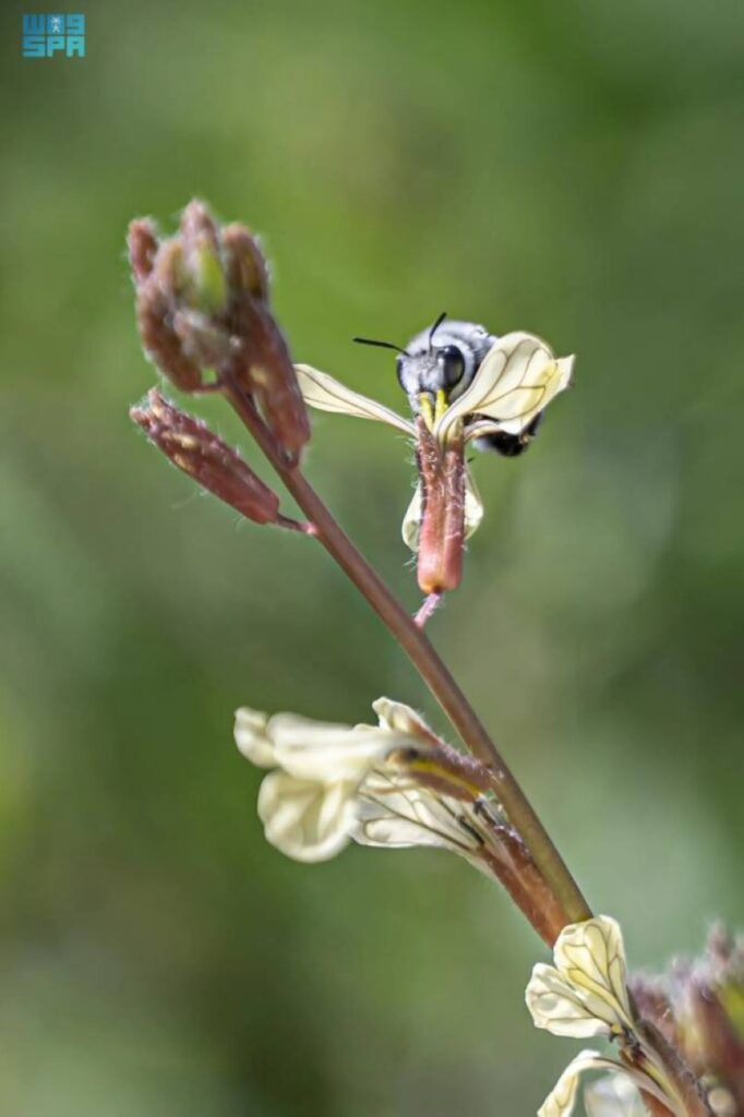 رصد نحل الزهور النادر في الحدود الشمالية