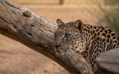 محافظة العُلا.. ريادة في صون الحياة الفطرية وتعزيز التنوع الأحيائي