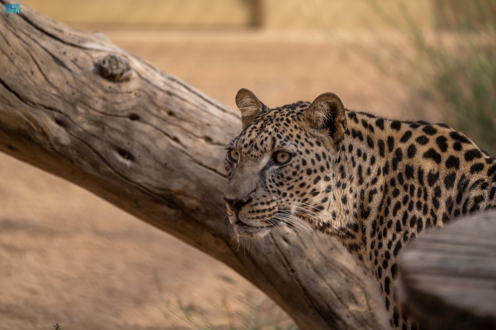 محافظة العُلا.. ريادة في صون الحياة الفطرية وتعزيز التنوع الأحيائي
