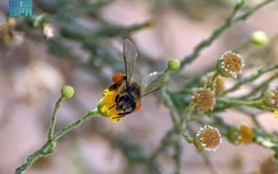 تنوع الغطاء النباتي في الشمالية يعزز ازدهار النحل ويدعم البيئة