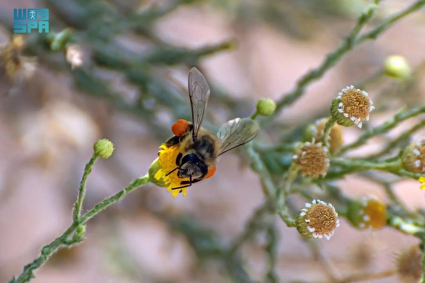 تنوع الغطاء النباتي في الشمالية يعزز ازدهار النحل ويدعم البيئة