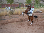 بفنون استعراضية احترافية.. فعاليات الخيول في حائل تجذب محبيها وتُبرز جمال الخيل العربي ورشاقته
