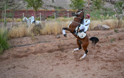 بفنون استعراضية احترافية.. فعاليات الخيول في حائل تجذب محبيها وتُبرز جمال الخيل العربي ورشاقته