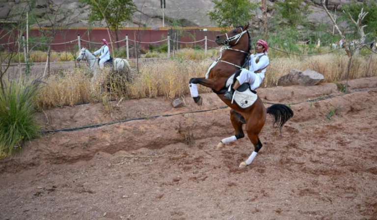 بفنون-استعراضية-احترافية.-فعاليات-الخيول-في-حائل-تجذب-محبيها-وتُبرز-جمال-الخيل-العربي-ورشاقته