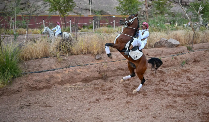 بفنون استعراضية احترافية.. فعاليات الخيول في حائل تجذب محبيها وتُبرز جمال الخيل العربي ورشاقته