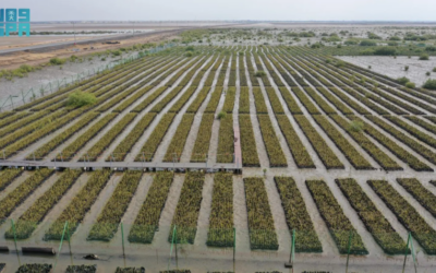 إعادة تأهيل أول مليون هكتار من أراضي الغطاء النباتي.. إنجاز وطني يجسّد التزام المملكة بالاستدامة البيئية