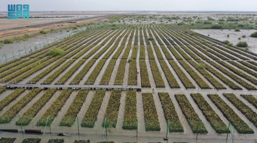 إعادة تأهيل أول مليون هكتار من أراضي الغطاء النباتي.. إنجاز وطني يجسّد التزام المملكة بالاستدامة البيئية