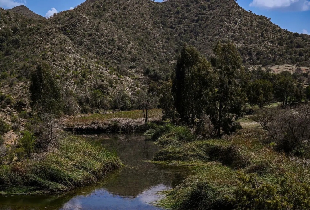 الباحة.. الأمطار تُكسي وادي ضرك حلة ربيعية زاهية
