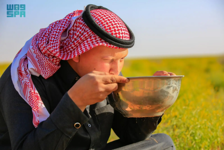 حليب الإبل.. مشروب الربيع في الحدود الشمالية