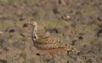 خلال فصل الربيع.. السعودية معبر مهم وموطن آمن للطيور المهاجرة