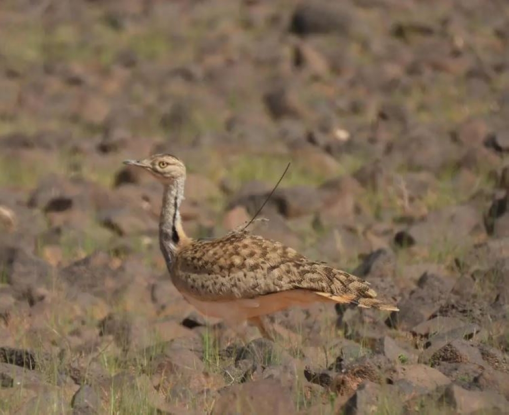 خلال فصل الربيع.. السعودية معبر مهم وموطن آمن للطيور المهاجرة
