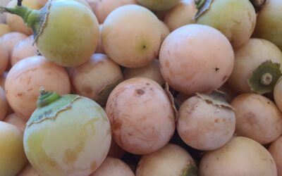 الزراعة: الرطوبة الزائدة والذبابة البيضاء تهددان محصول البمبر