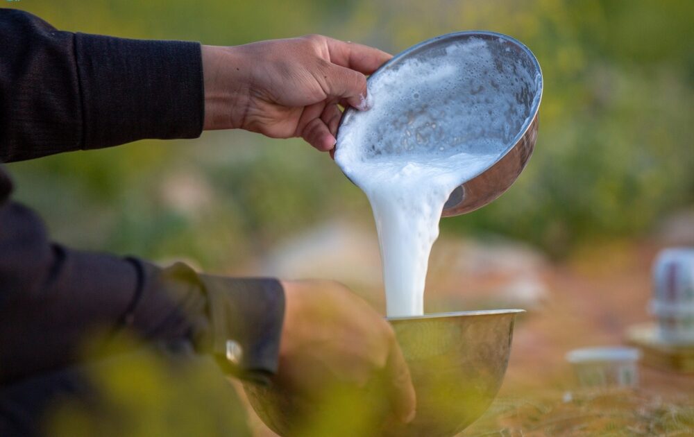 حليب الإبل أحد رموز حياة البادية.. مشروب الربيع في الحدود الشمالية