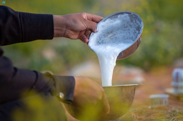حليب-الإبل-أحد-رموز-حياة-البادية.-مشروب-الربيع-في-الحدود-الشمالية