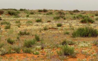 “الأربيان” تضفي اللون الأبيض الناصع على رمال لينة