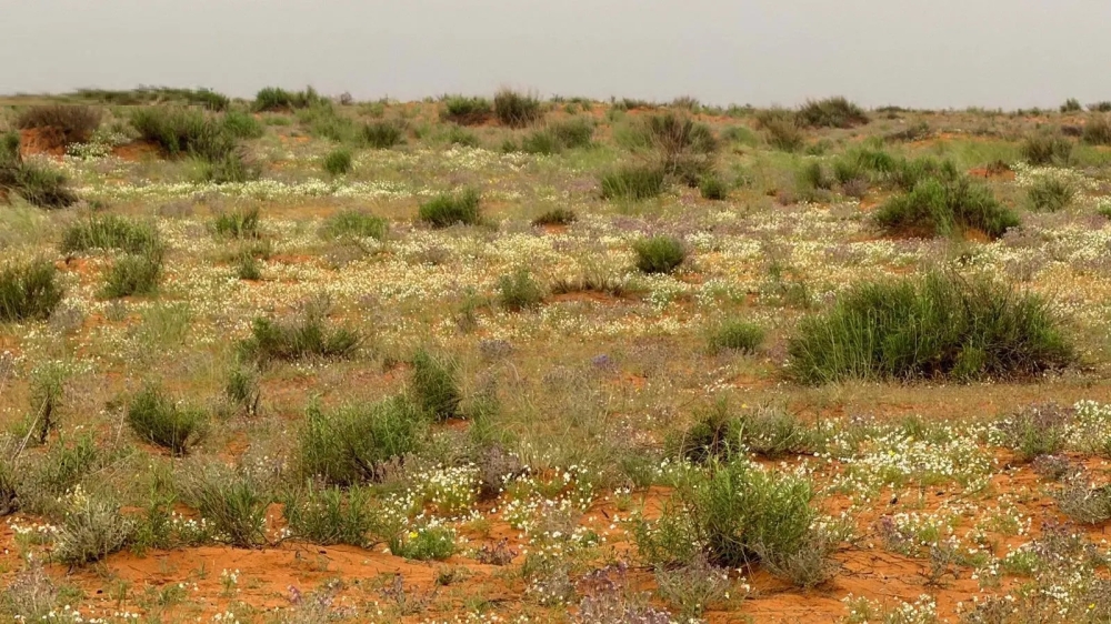 “الأربيان” تضفي اللون الأبيض الناصع على رمال لينة