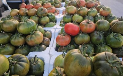 في يومها العالمي.. 4 حقائق عن الطماطم أهمها “ذهبية اللون”