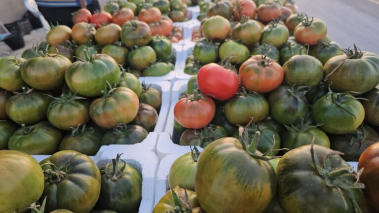 في-يومها-العالمي.-4-حقائق-عن-الطماطم-أهمها-“ذهبية-اللون”