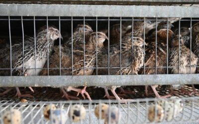 تبوك تواصل ريادتها في قطاع السمان بإنتاج يتجاوز 2.5 مليون طائر شهريًا