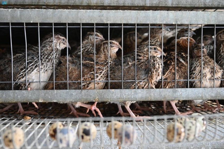 تبوك تواصل ريادتها في قطاع السمان بإنتاج يتجاوز 2.5 مليون طائر شهريًا